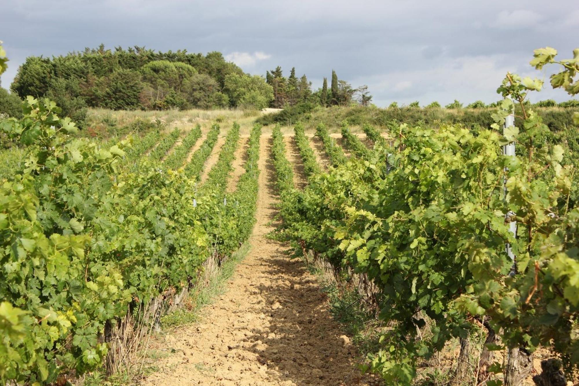 O'Vineyards B&B Carcassonne Villemoustaussou Екстер'єр фото