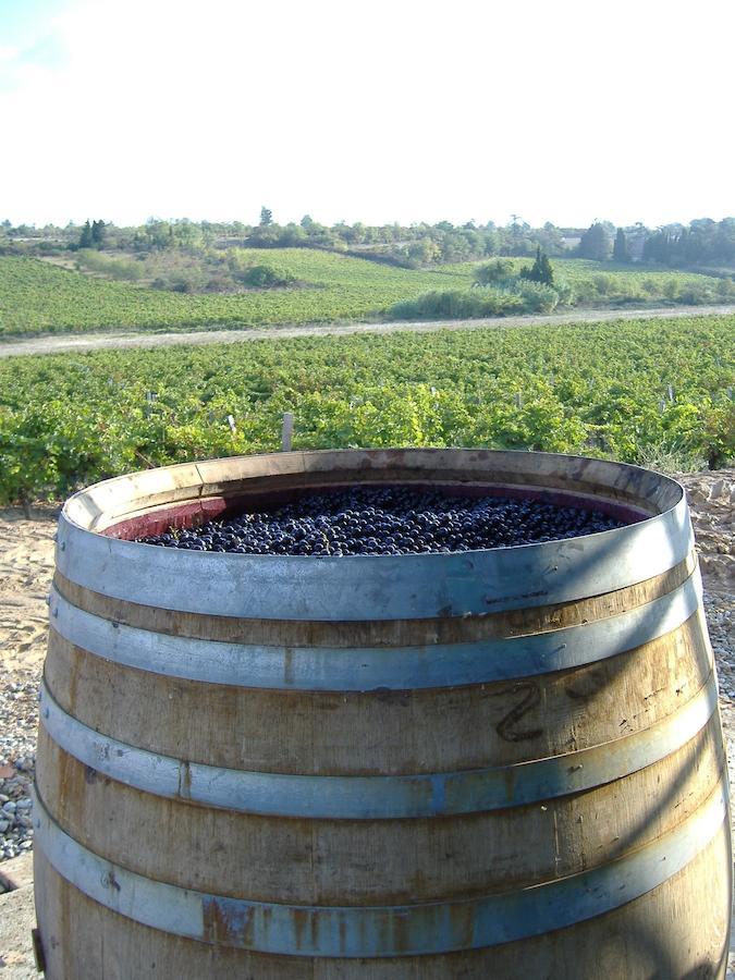 O'Vineyards B&B Carcassonne Villemoustaussou Номер фото